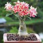 2 PCS Seeds Heirloom 'River of Quick Sand' Adenium Desert rose