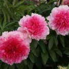 5 PCS Seeds Heirloom 'Rose Heart' Peony Flower 5 PCS Seeds Heirloom 'Rose Heart' Peony Flower