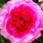 5 PCS Seeds Heirloom 'Rose Heart' Peony Flower