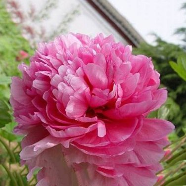 5 PCS Seeds Heirloom 'Shan Hutai' Rose Red Peony Tree Flower