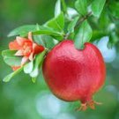 20 PCS Seeds Heirloom 4 Types of Plicated Pomegranate Flowers 20 PCS Seeds Heirloom 4 Types of Plicated Pomegranate Flowers