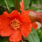 20 PCS Seeds Heirloom 4 Types of Plicated Pomegranate Flowers