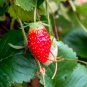 100 PCS Seeds Heirloom 9 Varieties of Red Organic Strawberry