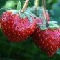 100 PCS Seeds Heirloom 9 Varieties of Red Organic Strawberry