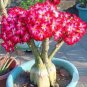 2 PCS Seeds Heirloom Adenium New Pumsawai Desert Rose Bonsai
