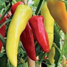 20 PCS Seeds Heirloom Allochroic Pod Pepper 20 PCS Seeds Heirloom Allochroic Pod Pepper