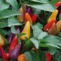 20 PCS Seeds Heirloom Allochroic Pod Pepper