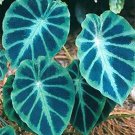 12 PCS Seeds Heirloom Alocasia Macrorrhiza Green Giant Taro Indoor Plant 12 PCS Seeds Heirloom Alocasia Macrorrhiza Green Giant Taro Indoor Plant