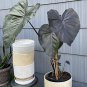 12 PCS Seeds Heirloom Alocasia Macrorrhiza Green Giant Taro Indoor Plant