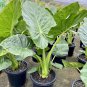 12 PCS Seeds Heirloom Alocasia Macrorrhiza Green Giant Taro Indoor Plant