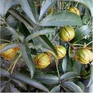 10 PCS Seeds Heirloom American Pecan Seeds 'Nut Walnut' Bonsai 10 PCS Seeds Heirloom American Pecan Seeds 'Nut Walnut' Bonsai