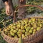10 PCS Seeds Heirloom American Pecan Seeds 'Nut Walnut' Bonsai