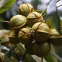 10 PCS Seeds Heirloom American Pecan Seeds 'Nut Walnut' Bonsai