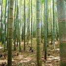 30 PCS Seeds Heirloom Anhui Dabie Mountain Moso Bamboo