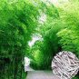 30 PCS Seeds Heirloom Anhui Dabie Mountain Moso Bamboo