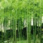 30 PCS Seeds Heirloom Anhui Dabie Mountain Moso Bamboo