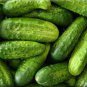 50 PCS Seeds Heirloom Autumn Spiny Little Cucumber
