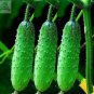 50 PCS Seeds Heirloom Autumn Spiny Little Cucumber