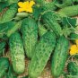 50 PCS Seeds Heirloom Autumn Spiny Little Cucumber