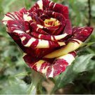50 PCS Seeds Heirloom Beautiful Meteor Shower Rose
