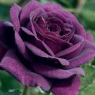 100 PCS Seeds Heirloom Beautiful Rose Red Petunia Bonsai Flowers