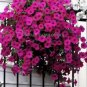 100 PCS Seeds Heirloom Beautiful Rose Red Petunia Bonsai Flowers
