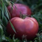 300 PCS Seeds Heirloom Big Pink Dwarf Tomato Organic