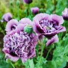 5 PCS Seeds Heirloom Big-leaf Hydrangea Purple Peony Tree Flowers