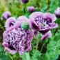 5 PCS Seeds Heirloom Big-leaf Hydrangea Purple Peony Tree Flowers