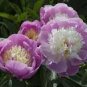 5 PCS Seeds Heirloom Big-leaf Hydrangea Purple Peony Tree Flowers