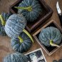 10 PCS Seeds Heirloom Black Futsu Squash Vegetable Organic