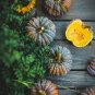 10 PCS Seeds Heirloom Black Futsu Squash Vegetable Organic