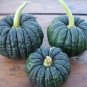 10 PCS Seeds Heirloom Black Futsu Squash Vegetable Organic