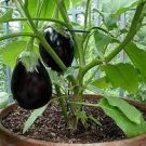 30 PCS Seeds Heirloom Black Round Eggplant