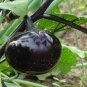 30 PCS Seeds Heirloom Black Round Eggplant