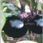 30 PCS Seeds Heirloom Black Round Eggplant