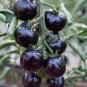25 PCS Seeds Heirloom Black Tomato Middle-sized Fruit