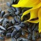 300 PCS Seeds Heirloom Black Univalve Sunflower 300 PCS Seeds Heirloom Black Univalve Sunflower