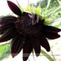 300 PCS Seeds Heirloom Black Univalve Sunflower