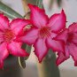 2 PCS Seeds Heirloom 'Somalense' Adenium White Pink Desert Rose