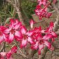 2 PCS Seeds Heirloom 'Somalense' Adenium White Pink Desert Rose