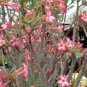 2 PCS Seeds Heirloom 'Somalense' Adenium White Pink Desert Rose