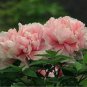 5 PCS Seeds Heirloom 'Tou guan' Pink Peony Shrub