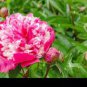 5 PCS Seeds Heirloom 'Tou guan' Pink Peony Shrub