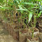 30 PCS Seeds Heirloom 'Xigun' Thin Bonsai Bamboo