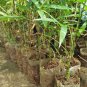 30 PCS Seeds Heirloom 'Xigun' Thin Bonsai Bamboo
