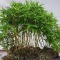 30 PCS Seeds Heirloom 'Xigun' Thin Bonsai Bamboo