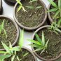 30 PCS Seeds Heirloom 'Xigun' Thin Bonsai Bamboo