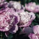5 PCS Seeds Heirloom 'Xin Shou' Light Purple Peony Plant Flower