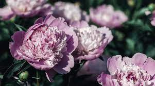 5 PCS Seeds Heirloom 'Xin Shou' Light Purple Peony Plant Flower
